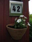 Petunia