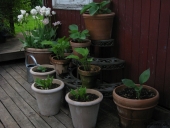 Hosta i krukker