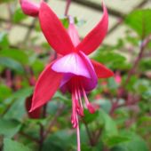 Fuchsia