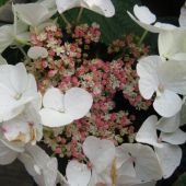 Havehortensia