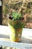 Hornviol