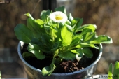 Bellis
