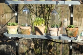Blomsterpotter på zinkhylder