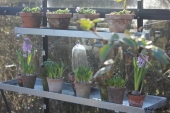 Blomsterpotter på zinkhylder