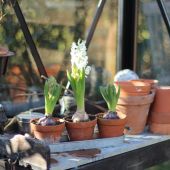 Lampe og blomster på plantebord