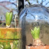 Hyacint med og uden glasklokke