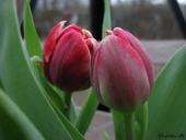 Tulipan