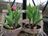 Tulipan