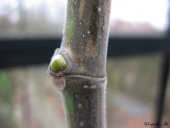 Figne skud