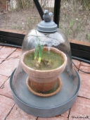 Glasklokke