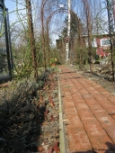 Havegang med Tulipaner