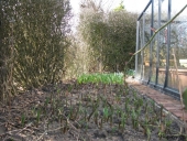 Masser af tulipaner