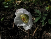Julerose