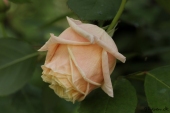 Rose; Mme Bérard