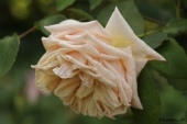 Rose; Mme Bérard
