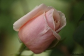 Rose; Mme Bérard