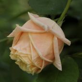 Rose; Mme Bérard