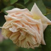 Rose; Mme Bérard