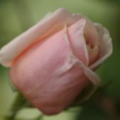 Rose; Mme Bérard