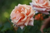 img_0256-web