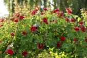 img_0293-web