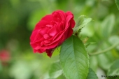img_0300-web