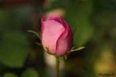 img_0305-web