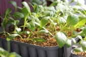 Dahlia i Pluggbox