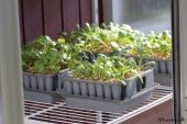 Dahlia i Pluggbox