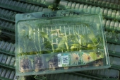 Småplanter fra Odenia