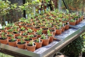 Småplanter fra Odenia
