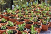 Småplanter fra Odenia