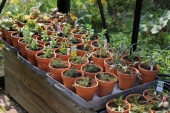 Småplanter fra Odenia