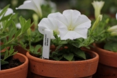 Petunia; Blossom White