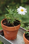 Marguerit; Polly