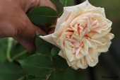 Rose; Mme Bérard