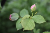 Rosenknop