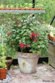 Fuschia