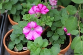 Petunia; Raspberry