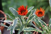 Påfugleblomst