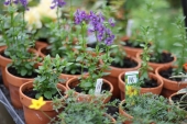 Sommerfugleblomst; Karoo Dark Blue