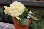 Begonia; Belleconia Chardonnay