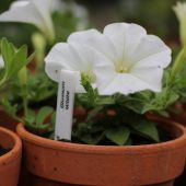 Petunia; Blossom White