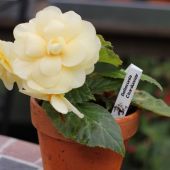 Begonia; Belleconia Chardonnay