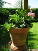 Pelargonie