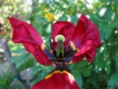 Afblomstret tulipan