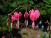 Hjerteblomst