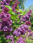 Syren i blomst