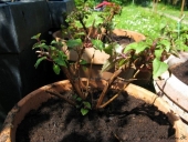 Overvintret fuchsia