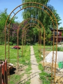 Rosenbuer
